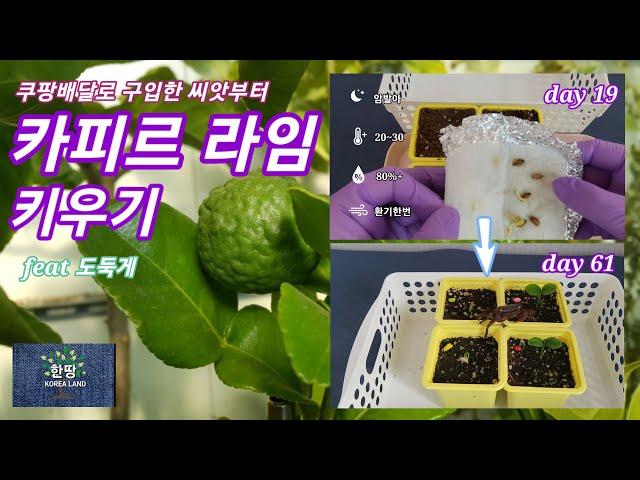 쿠팡배달로 구입한 씨앗부터 카피르 라임 키우기 (how to grow kaffir lime from seed boughted coupang delivery )