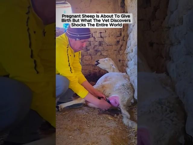 Pregnant Sheep Was About to Give Birth… But Then This Happened  #shorts #history #documentary #fy