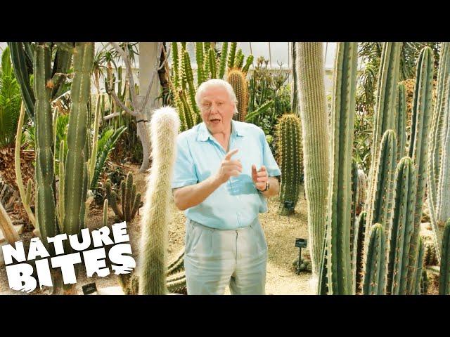 David Attenborough: The Fascinating Life Cycle of Desert Plants | Nature Bites