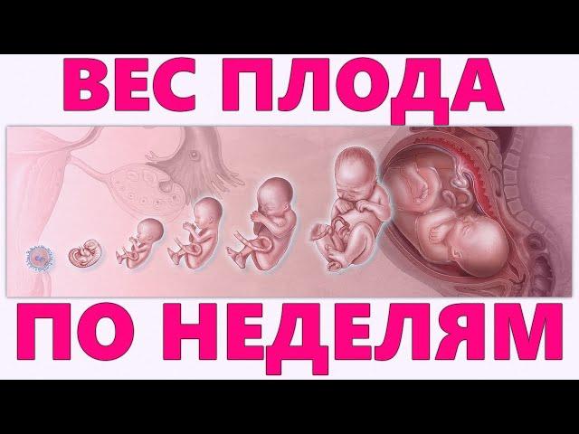 ВЕС РЕБЕНКА ВО ВРЕМЯ БЕРЕМЕННОСТИ | Особенности крупных и маловесных плодов при беременности и родах