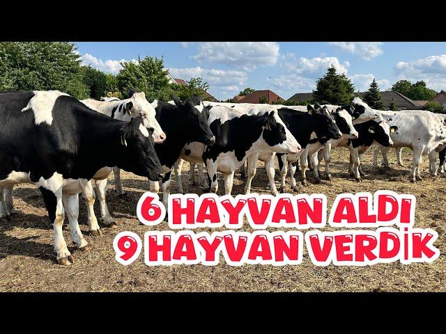 6.9.2024 #kocaeli #kandıra #teslimat 6  HAYVAN ALDI, 9 TANE TESLİM ETTİK. #savaşdursun #hayvancılık