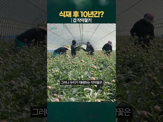 10년 이상 재배 가능한 작약꽃