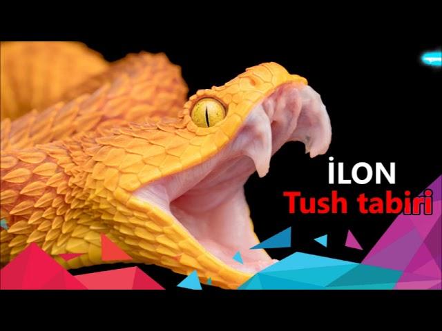 Тушда Илон курса - Ilon tushda -  tushda ilon ko'rish - Тушда илон куриш - Tushda Ilon ko'rsa