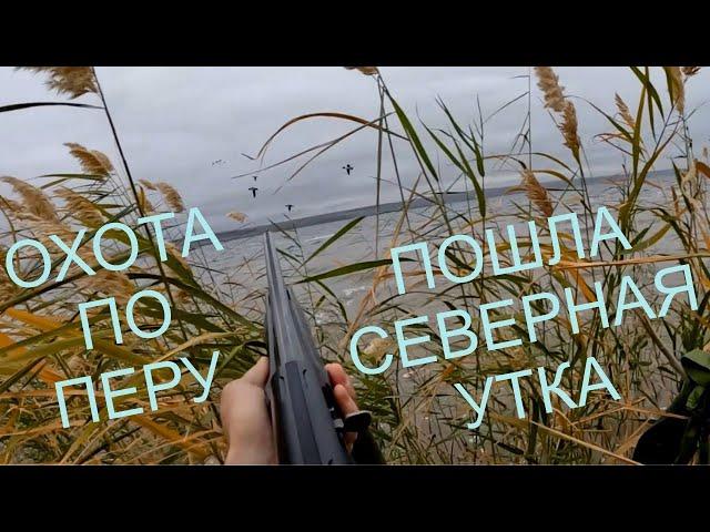 ОХОТА НА УТКУ! ШИКАРНЫЕ НАЛЁТЫ!