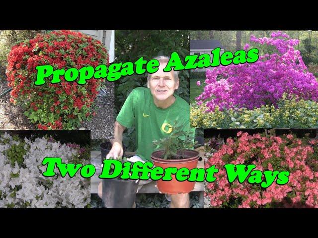 Learn how to Propagate Azaleas