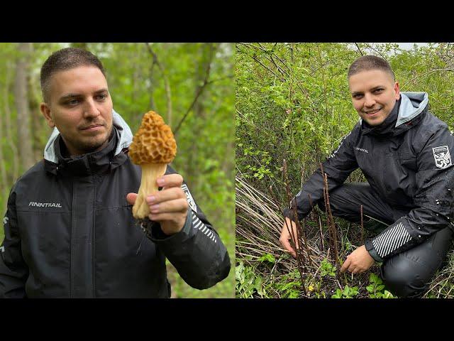 ГРИБЫ СМОРЧКИ - СБОР ОГРОМНЫХ СМОРЧКОВ И ДИКОЙ СПАРЖИ