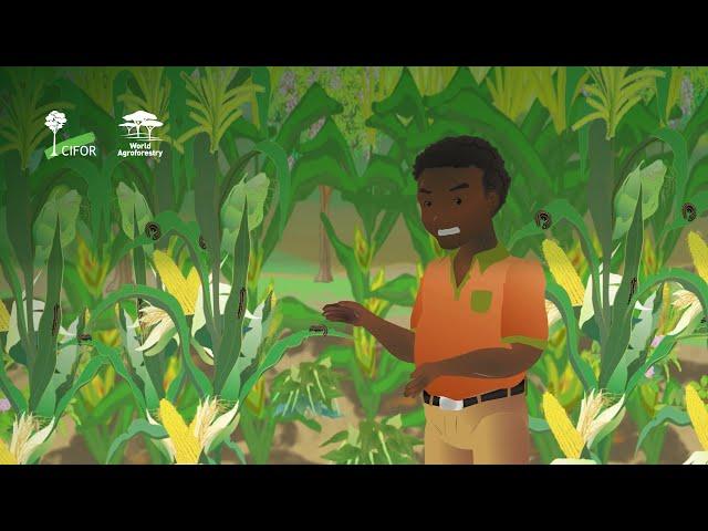 How to manage fall armyworm (Spodoptera frugiperda) on smallholder farms