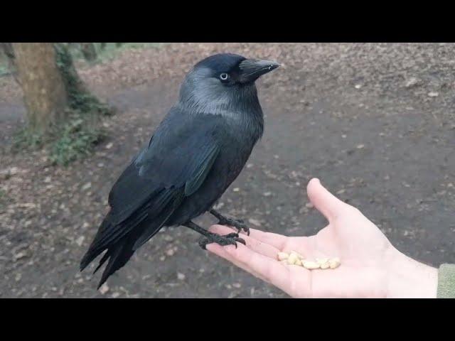 Jackdaw is back