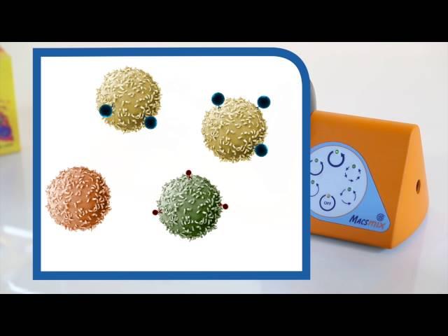 How to Isolate Treg Cells - Video Tutorial