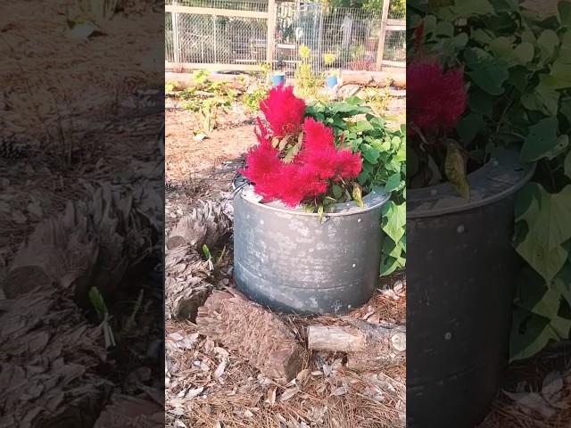 Veja #8 Objetos que foram  reciclados no meu jardim#shorts #jardinagem #reciclagem #garden