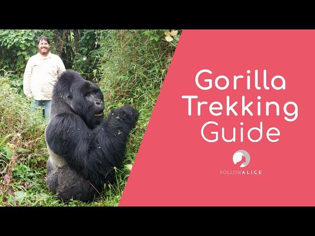 Gorilla Trekking in Uganda | Bwindi impenetrable Forest | EVERYTHING you need to know