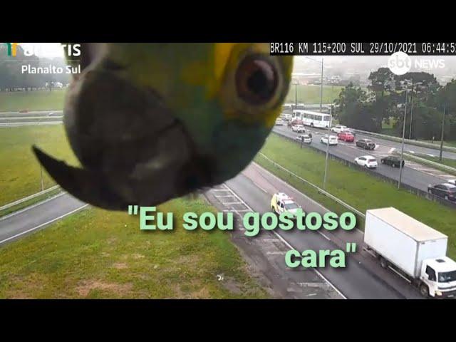 Papagaio aparece na câmera de rodovia pra dizer que é gostoso (meme)