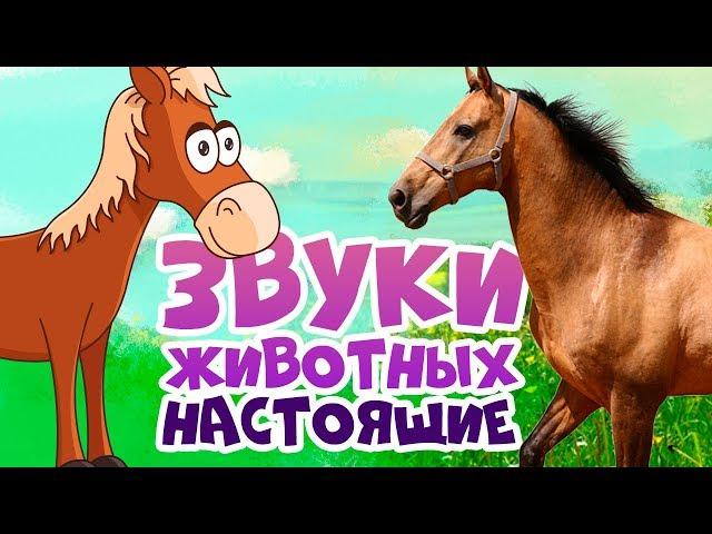 ЗВУКИ ЖИВОТНЫХ для самых маленьких - развивающие мультики для детей - как говорят животные