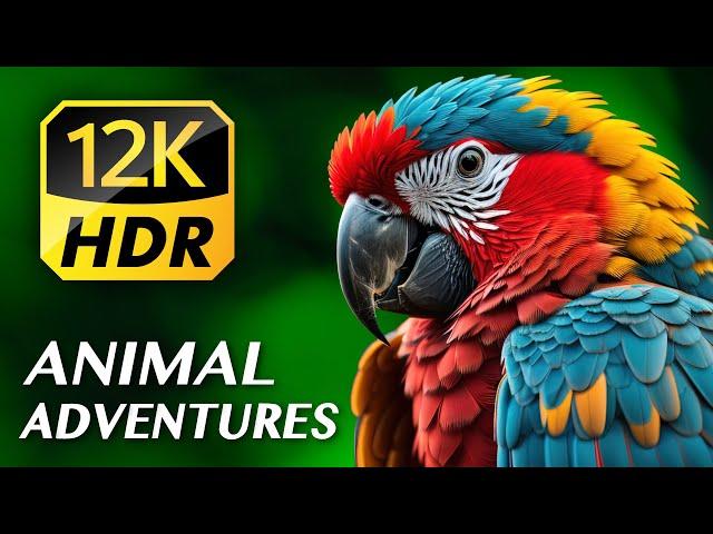 ANIMAL ADVENTURES: The Amazing Animal Kingdom 12K VIDEO ULTRA HD HDR (120 FPS) for 8K & 4K TVs