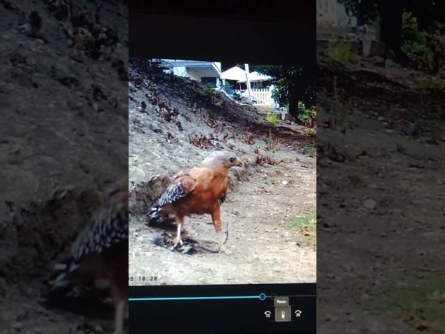 Hawk takes rat roadkill, maggots and all