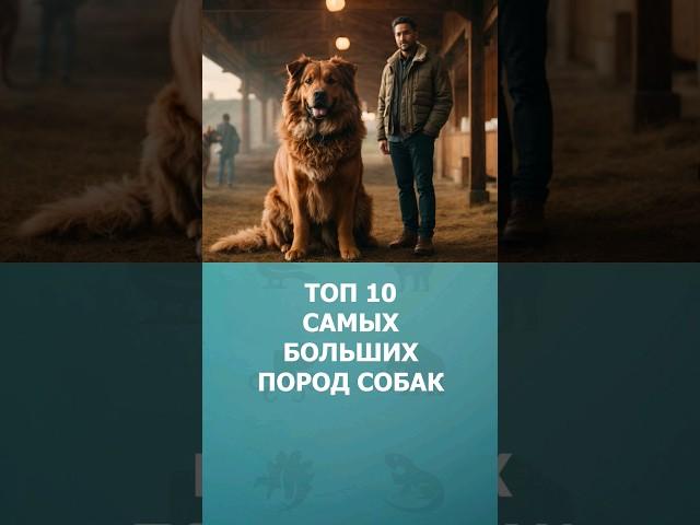 Топ 10 самых больших пород собак #шортс #породысобак #собаки #топ10 #shorts #комарик #малышам