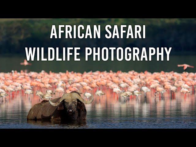 African Safari Wildlife Photography