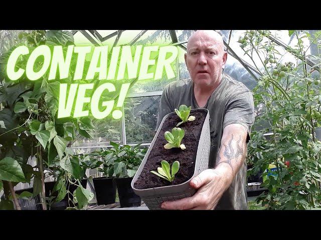 Container Vegetables  [Gardening Allotment UK] [Grow Vegetables At Home ]