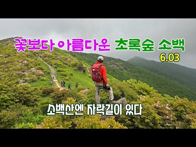 꽃보다 아름다운 초록숲 소백산/소백산철쭉과 아름다운 자락길 #소백산철쭉 #소백산자락길