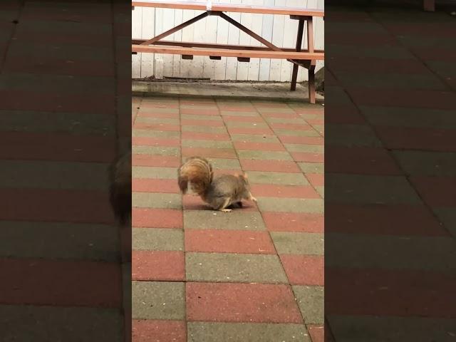 Squirrel V.S RC Truck
