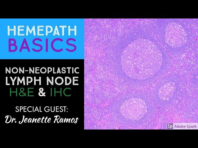 Hemepath Basics: Non-Neoplastic Lymph Node Histology & Immunostains with Dr. Jeanette Ramos