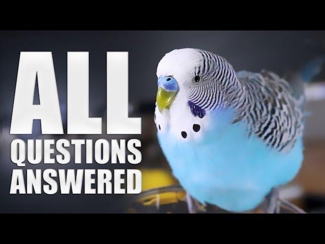 Everything You Need to know About Budgie Parakeet Care  Compilation