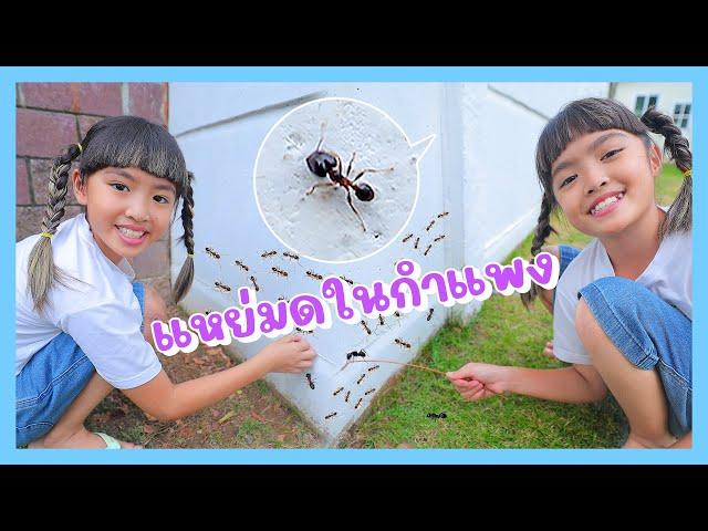 YimYamFamily | แหย่มดในกำแพง