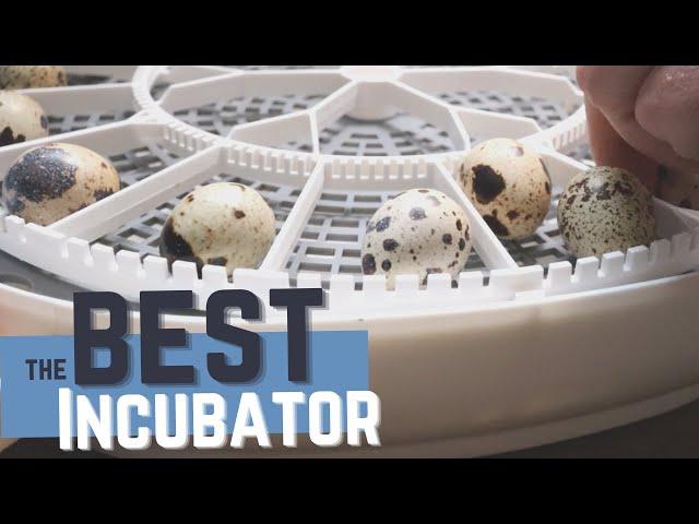 Best Beginner Incubator for Hatching Quail Eggs - The Nurture Right 360 Review