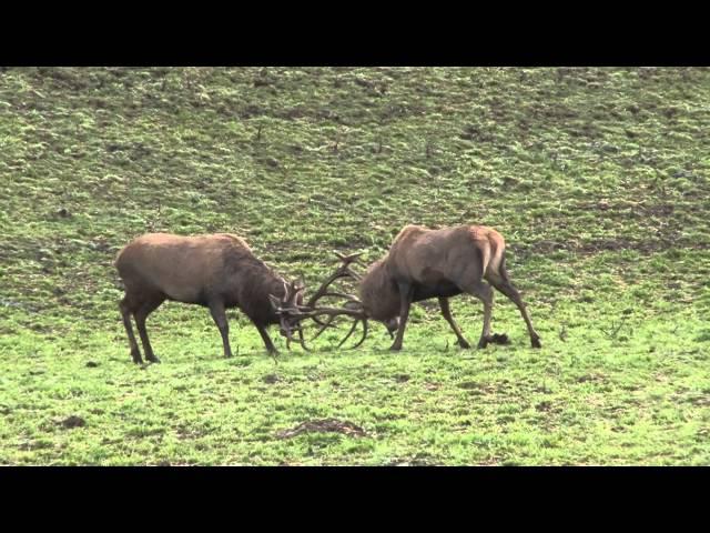 Red Stag Fight