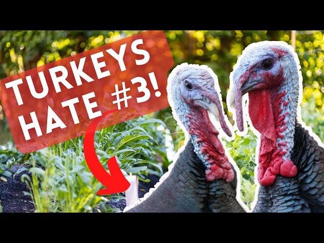 Do These 4 Things to Keep TURKEYS & CHICKENS OUT of Your Garden (Cheaply!)