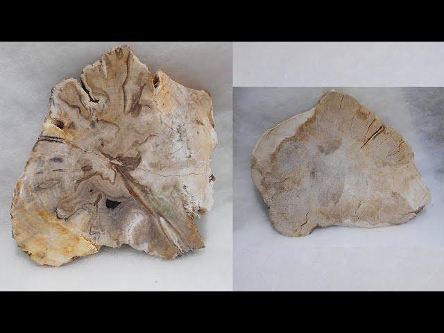 Petrified Wood Bali | Duma Fossil