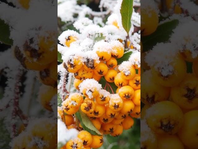 Листья облепихи, полезные и лечебные свойства #shorts