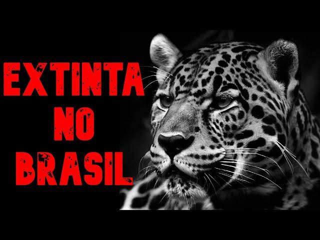 TOP 5 Animais em EXTINÇÃO no BRASIL! 