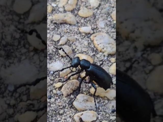 Blister beetle