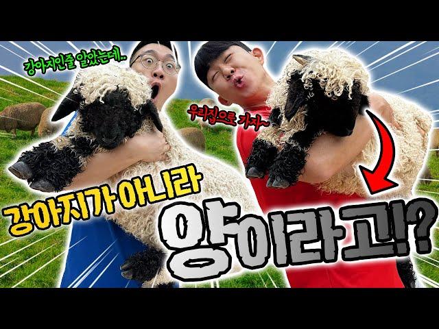 강아지인줄 알고 키우려고 했는데 사기당했습니다.. 강아지 키울래!!