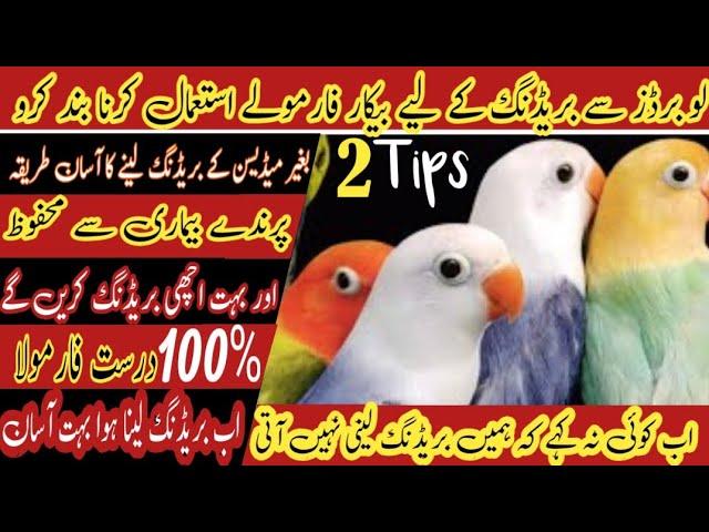 Without Medicine Love Birds sy Bareeding Ly ||  darust Formula #bareeding #birds #pets
