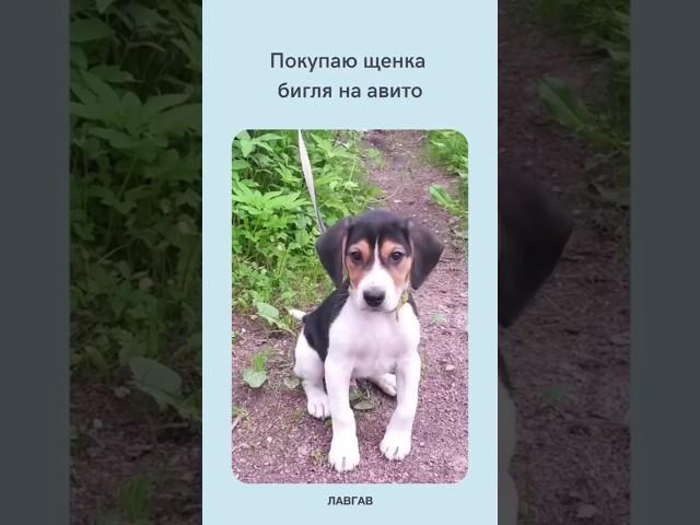 Когда купил бигля на Авито | Приколы с собаками | ЛавГав