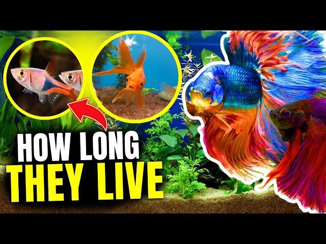 How Long Do Fish Live? 