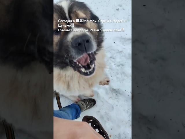 Как приучить кавказскую овчарку к наморднику!!! #animal #dog #doglover