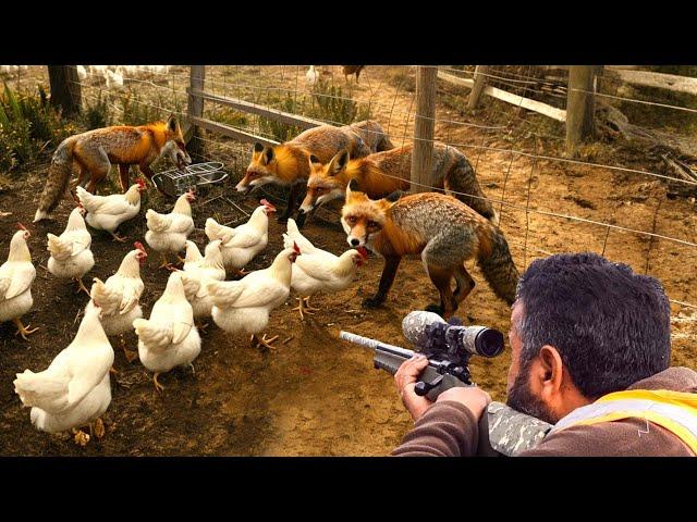 Como Caçadores E Fazendeiros Australianos Lidam Com Milhares De Raposas, Javalis E Cabras Selvagens