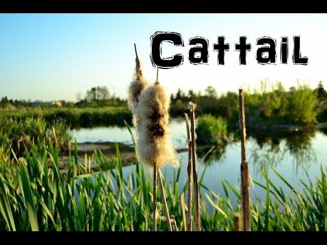 (The Northwest Forager) Ep. 4 Cattail