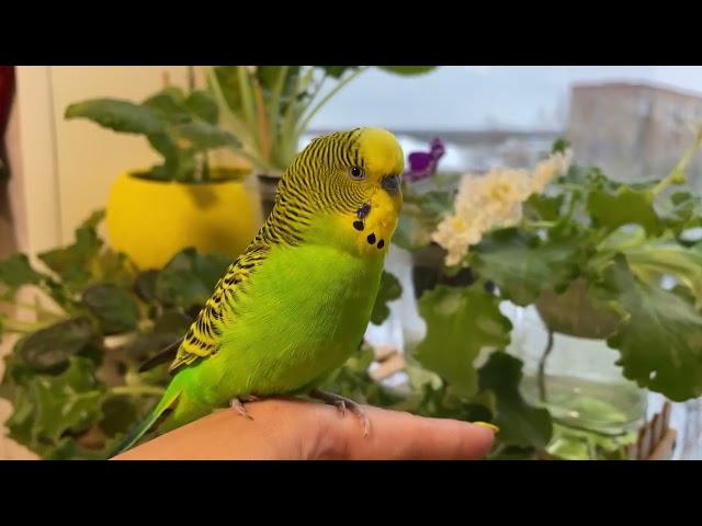 Говорящий и поющий песню волнистый попугай. Cute budgie sings a song