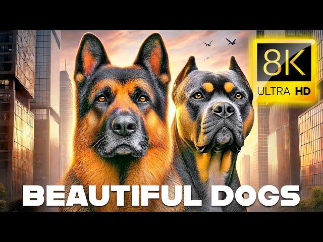 8K: The World's Cutest Dog in 8K VIDEO ULTRA HD #8K #ANIMAL