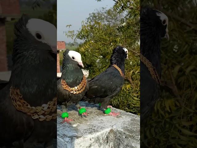 Pigeon attitude level video  ️ || जरा पर्दा hta do  || #shorts #youtubeshorts #viral