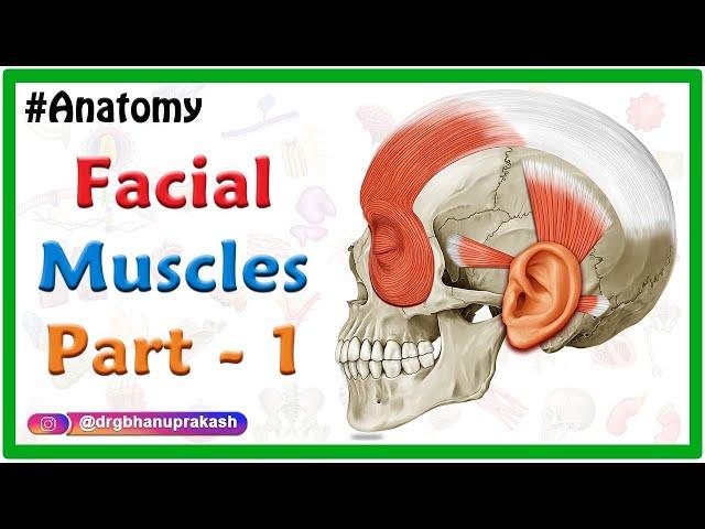 Facial muscles Anatomy animation Part 1 : Neck and Auricular muscle group
