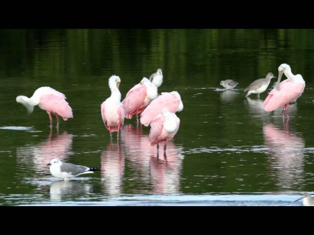 Roseate Spoonbills - Ding Darling Wildlife Refuge