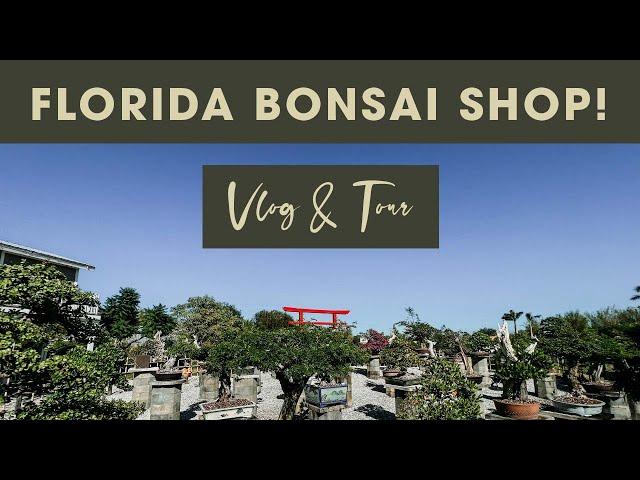 Florida Bonsai Shop Tour | Beautiful Bonsai Trees | Zen Garden