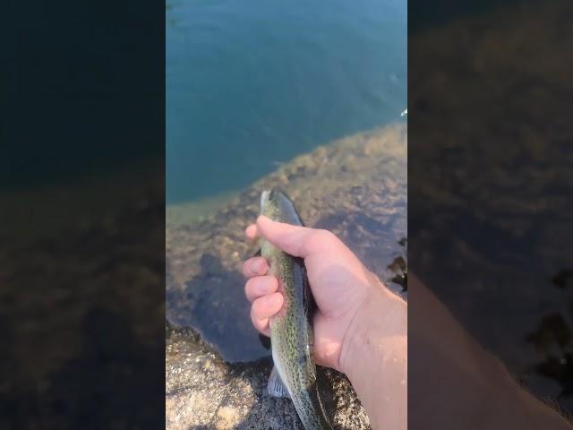 pretty little hatchery trout. #travel #trout #nature #fish #explore #fun #nature