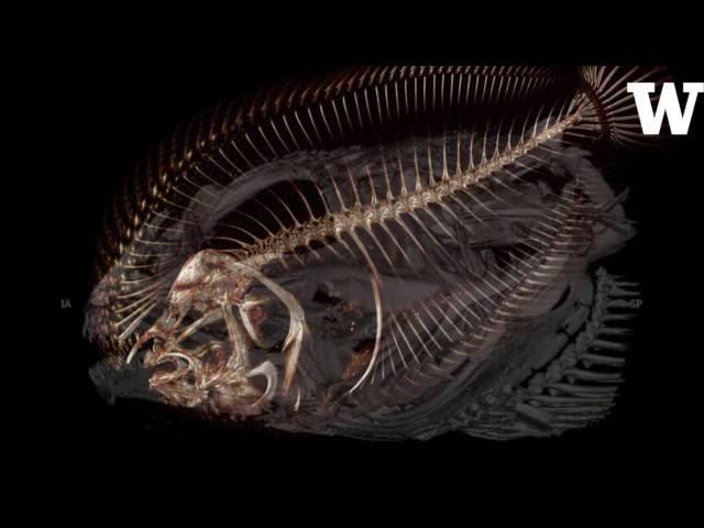 UW professor is making 3-D scans of every fish species in the sea