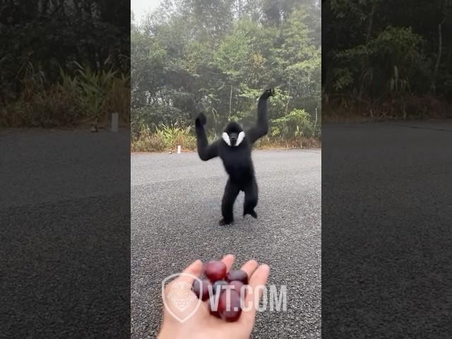 Black Monkey Reunites With His Old Friend PT.16